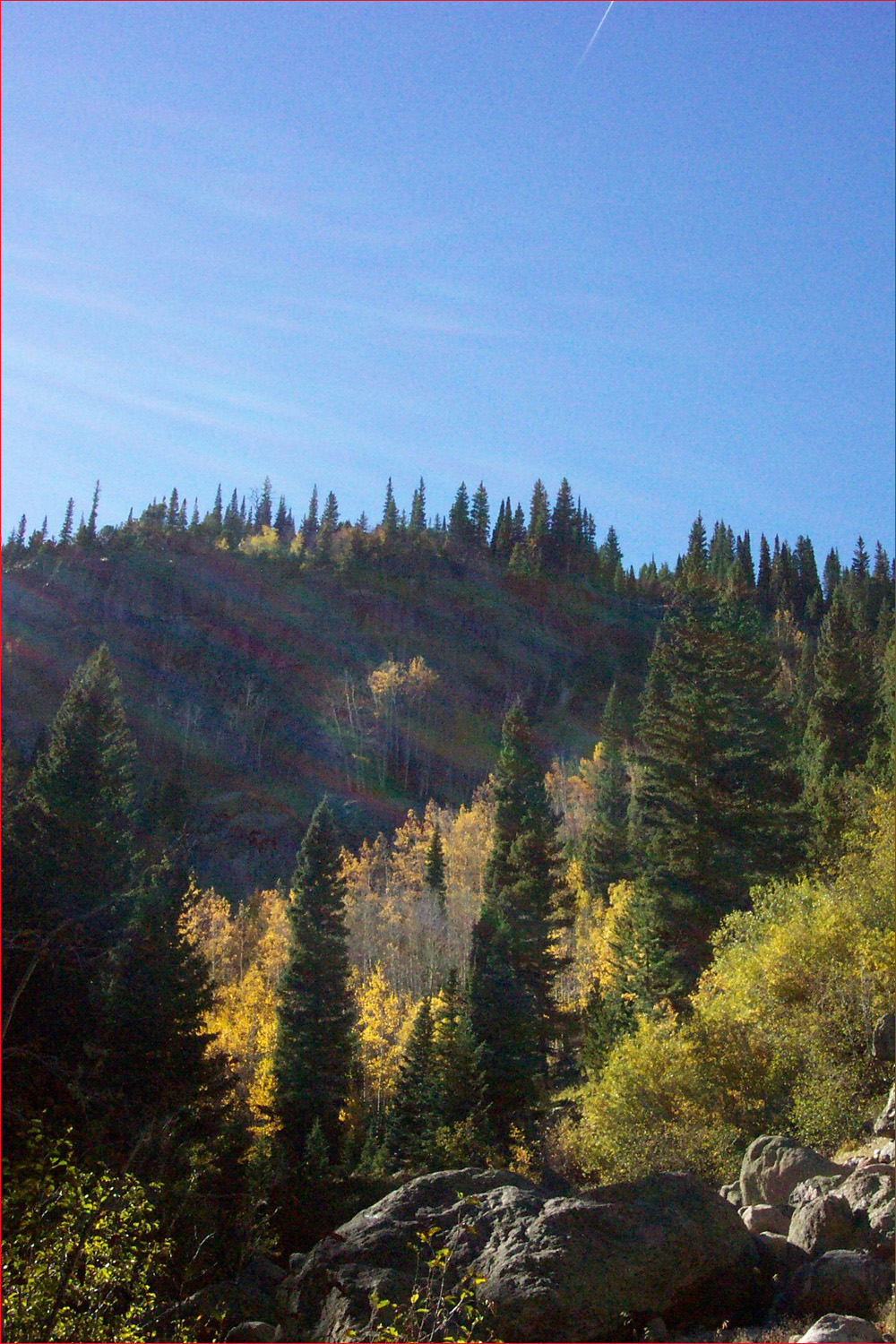 Aspen groves viewed on drive up to Bear Lake.